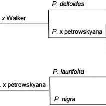 Attēlu rezultāti vaicājumam “Populus x petrowskyana”