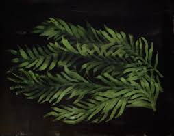 Attēlu rezultāti vaicājumam “Conardia compacta”