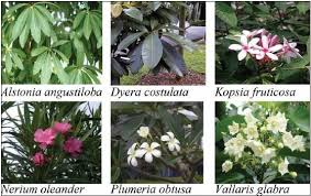 Attēlu rezultāti vaicājumam “Apocynaceae”