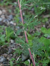 Image result for Potentilla argentea