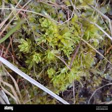 Attēlu rezultāti vaicājumam “Encalypta streptocarpa”