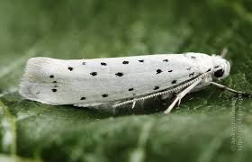 Attēlu rezultāti vaicājumam “Yponomeuta evonymella imago”