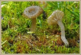 Attēlu rezultāti vaicājumam “Arrhenia spatulata”