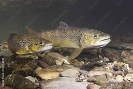Image result for Salmo trutta