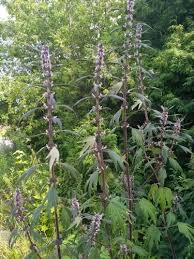 Attēlu rezultāti vaicājumam “Leonurus quinquelobatus”