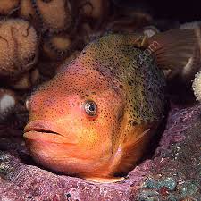 Image result for Cyclopterus lumpus