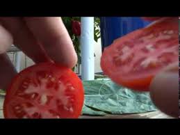 Afbeeldingsresultaat voor kosmonaut volkov 68D tomato