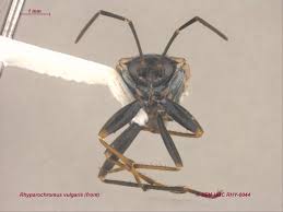 Image result for Rhyparochromus