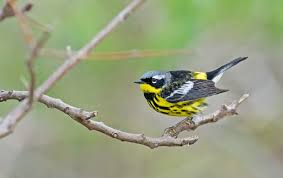 Image result for Dendroica magnolia