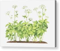 Attēlu rezultāti vaicājumam “Aegopodium podagraria flower”