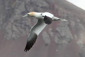 Image result for Morus bassanus