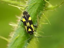 Attēlu rezultāti vaicājumam “Grypocoris sexguttatus”