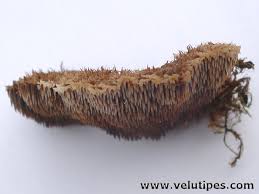 Attēlu rezultāti vaicājumam “Gloiodon strigosus”