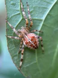 Attēlu rezultāti vaicājumam “Araneus diadematus female”