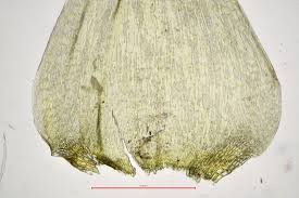 Attēlu rezultāti vaicājumam “Campylium stellatum”