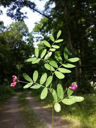 Attēlu rezultāti vaicājumam “Lathyrus niger”