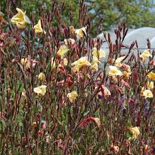 Image result for Oenothera odorata