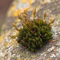 Attēlu rezultāti vaicājumam “Orthotrichum pumilum”