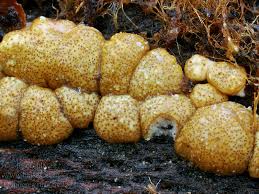 Attēlu rezultāti vaicājumam “Hypocrea rufa”