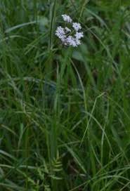 Attēlu rezultāti vaicājumam “Laserpitium pruthenicum”