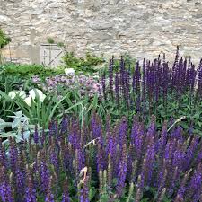 Image result for Piet Oudolf