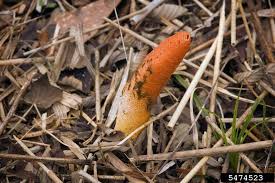 Attēlu rezultāti vaicājumam “Mutinus caninus”