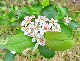 Attēlu rezultāti vaicājumam “Aronia melanocarpa flower”