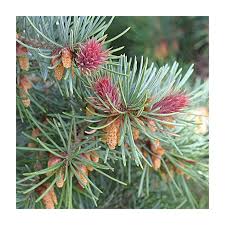 Attēlu rezultāti vaicājumam “Pseudotsuga menziesii fruit”