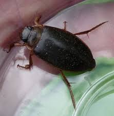 Attēlu rezultāti vaicājumam “Colymbetes striatus”