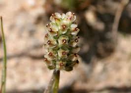Attēlu rezultāti vaicājumam “Plantago uniflora”