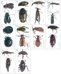 Attēlu rezultāti vaicājumam “Sepedophilus sp.”