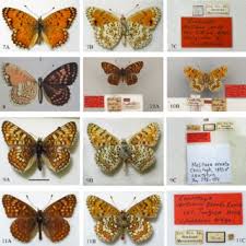 Attēlu rezultāti vaicājumam “Melitaea phoebe upperside”