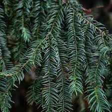 Attēlu rezultāti vaicājumam “Taxus baccata leaf”