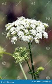 Image result for Angelica silvestris