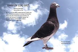 Image result for Abbeyton & Broomfield Racing Pigeons