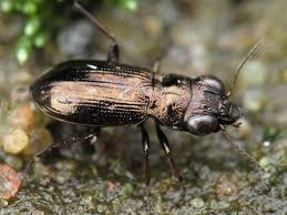 Attēlu rezultāti vaicājumam “Notiophilus palustris”