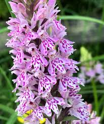 Attēlu rezultāti vaicājumam “Dactylorhiza fuchsii”