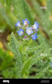 Attēlu rezultāti vaicājumam “Anchusa arvensis flower”