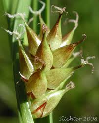 Attēlu rezultāti vaicājumam “Carex vesicaria”