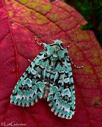 Attēlu rezultāti vaicājumam “Griposia aprilina”