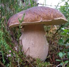 Attēlu rezultāti vaicājumam “Boletus edulis”