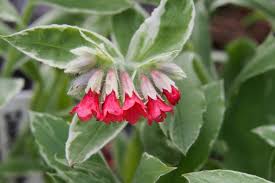 Image result for Lungenkraut