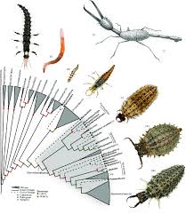 Attēlu rezultāti vaicājumam “Neuroptera”