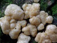 Attēlu rezultāti vaicājumam “Hypocrea pulvinata”