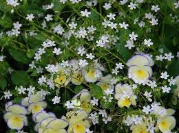 Attēlu rezultāti vaicājumam “Claytonia sibirica flower”