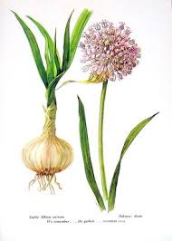 Attēlu rezultāti vaicājumam “Allium sativum fruit”