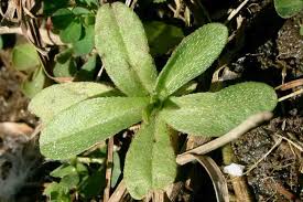 Attēlu rezultāti vaicājumam “Myosotis laxa subsp. baltica”