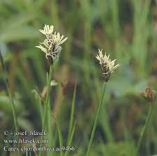 Attēlu rezultāti vaicājumam “Carex chordorrhiza”