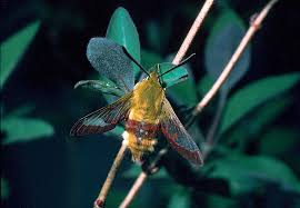 Attēlu rezultāti vaicājumam “Hemaris fuciformis”