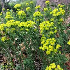 Attēlu rezultāti vaicājumam “Euphorbia cyparissias leaf”